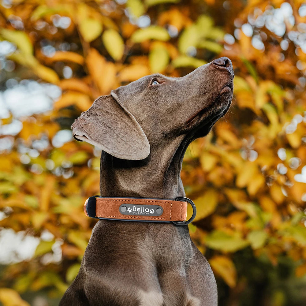 Custom Engraved Leather Dog Collar